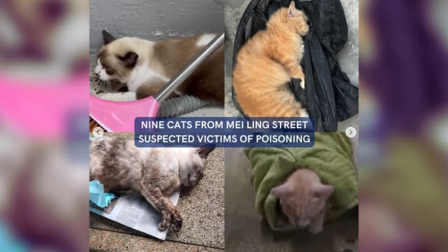 疑误食防虫毒药 美岭街五流浪猫中毒身亡
