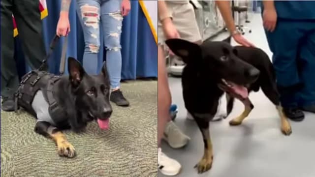 为保护三名警员中枪重伤 警犬截肢后光荣退役