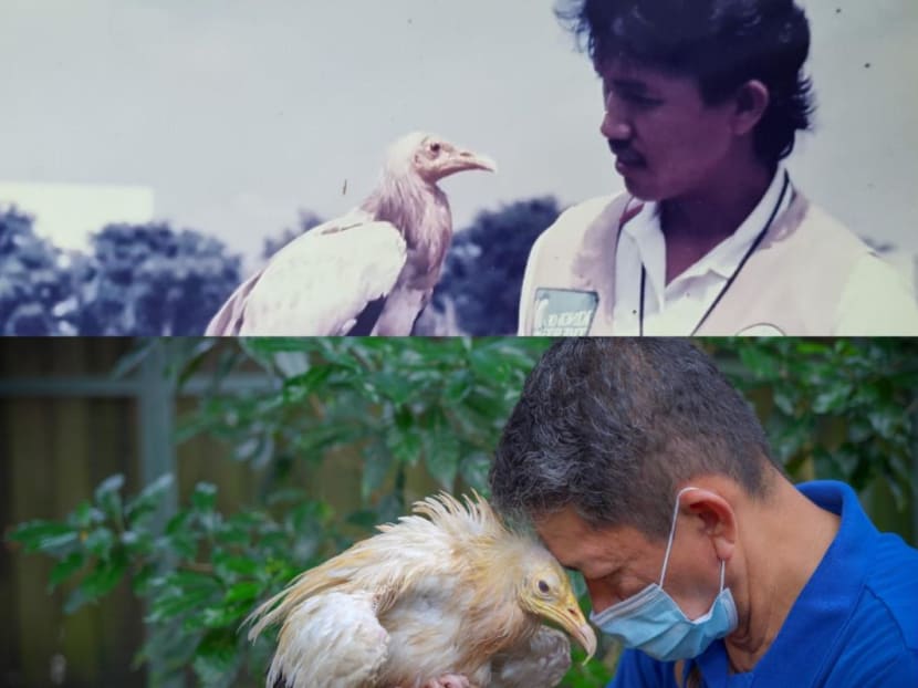 Jurong Bird Park's pioneer generation vulture dies