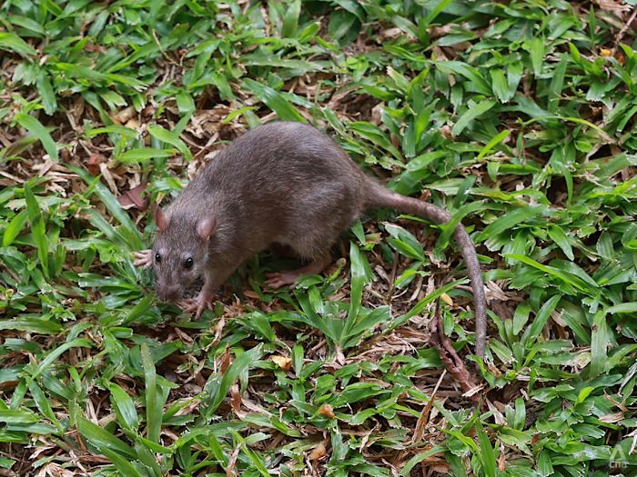 'You'll never remove 100%': Facing hard facts while tackling Singapore's persistent rat population