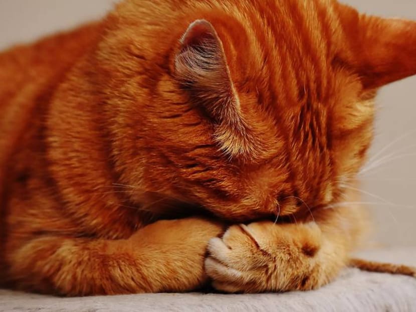 Is your pet cat or dog really happy you’re at home all the time – or stressed out? Is your pet cat or dog really happy you’re at home all the time – or stressed out?