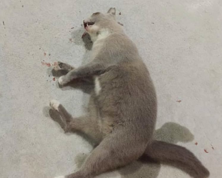 Man charged with abusing, killing cat in Tampines