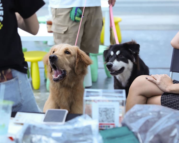 AVS launches first animal shelter guidelines, including max capacity and exit plans