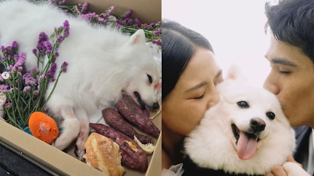 朱哲伟悲曝毛小孩不敌血癌病逝