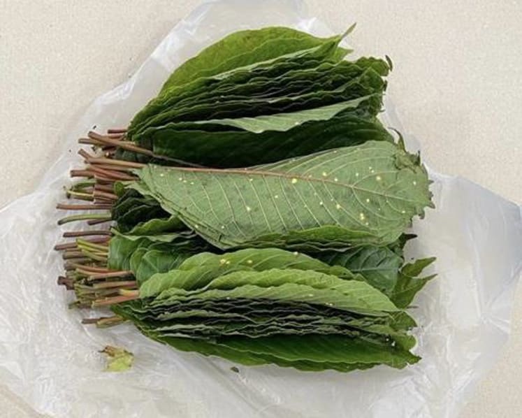 Nearly 6kg of kratom leaves seized at Woodlands Checkpoint, 5 arrested 
