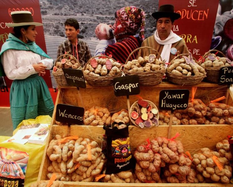 Study shows how a potato-based diet changed the genetics of Andean people