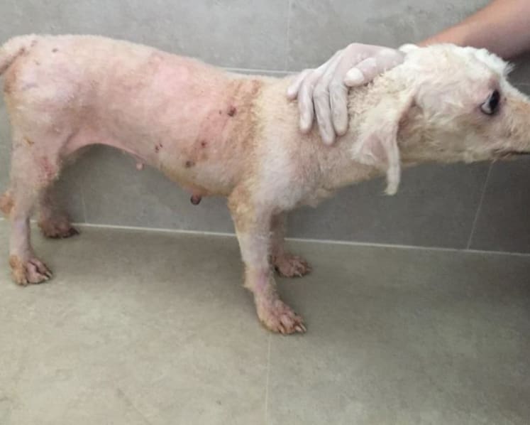 Owner of pet grooming school jailed, fined for abandoning 18 dogs
