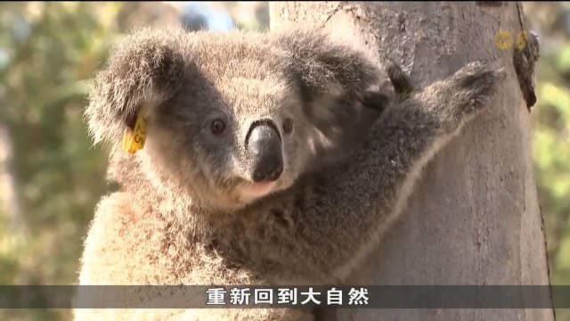 为挽救因野火受伤的无尾熊 澳洲政府设立无尾熊护理中心