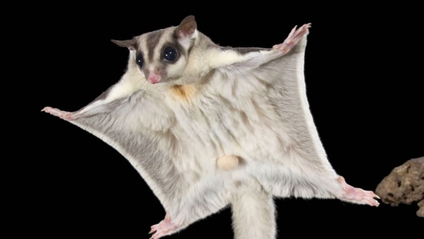 2 men including wildlife volunteer fined for keeping illegal exotic pets in their Yishun flats