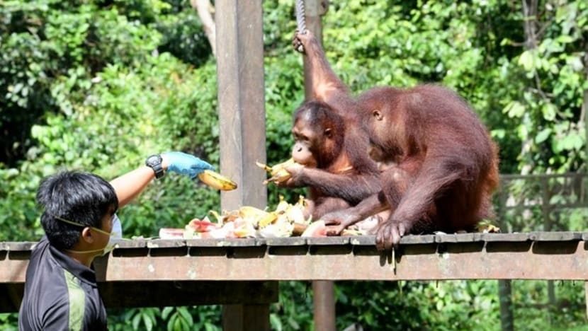 'Diplomasi orangutan', upaya Malaysia untuk mendukung negara pengimpor minyak sawit 'Diplomasi orangutan', upaya Malaysia untuk mendukung negara pengimpor minyak sawit