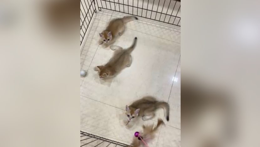 29 cats seized from illegal breeder by Animal and Veterinary Service