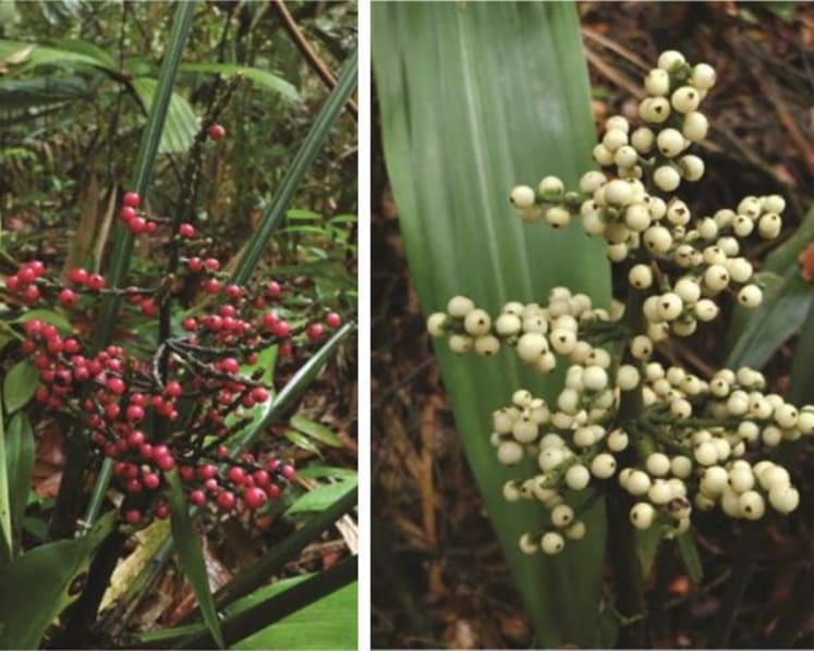 Two new plant species native to Singapore found