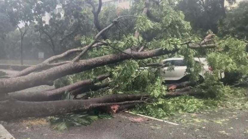 CTE tunnel temporarily closed after tree topples near Orchard Road exit