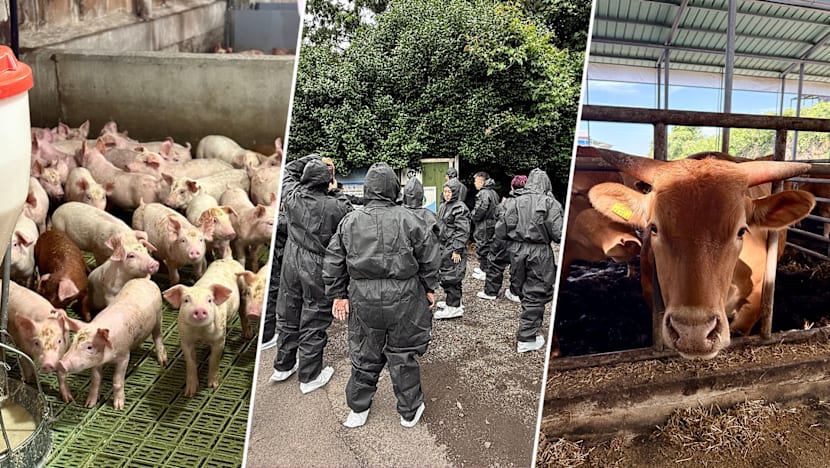 We Became Pork & Beef Farmers For A Day in Jeju, And This Was What Happened