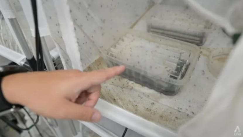 Projek Wolbachia: 300 juta nyamuk dilepaskan namun bukan huraian mudah perangi denggi, jelas NEA Projek Wolbachia: 300 juta nyamuk dilepaskan namun bukan huraian mudah perangi denggi, jelas NEA