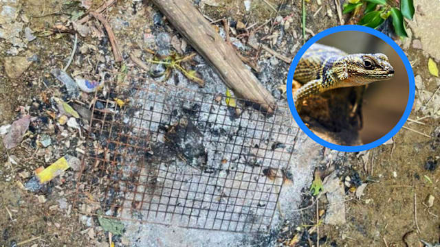 抓到带卵蜥蜴直接烤来吃 柬国男子中毒亡