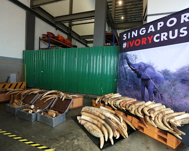 S'pore to ban sale of ivory here