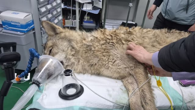 韩国主题公园公狼出逃十天 被麻醉捕获