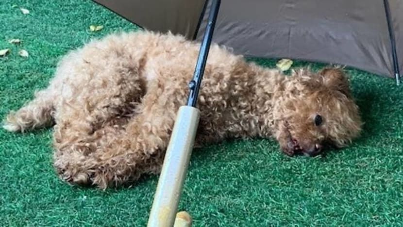 Maid jailed for throwing dog from balcony; animal was badly injured and had to be put down