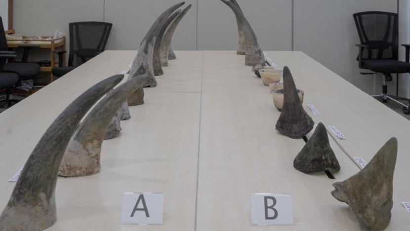 Man pleads guilty to smuggling 20 rhino horns worth S$1.2m through S'pore in largest such seizure Man pleads guilty to smuggling 20 rhino horns worth S$1.2m through S'pore in largest such seizure
