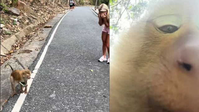 泰国普吉岛猴子抢手机还自拍  法国游客哭笑不得