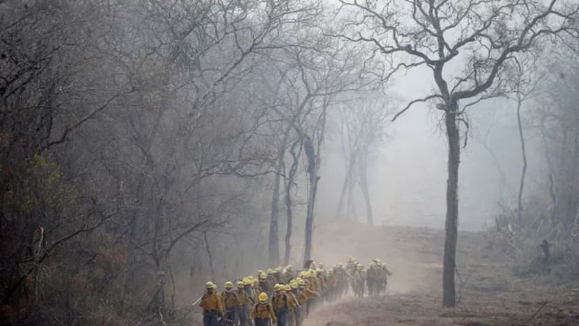 Lebih 2 juta hidupan liar mati dalam kebakaran hutan di Bolivia