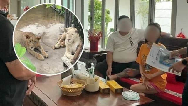 非法养狮和涉嫌走私名车 中国夫妇芭提雅被捕