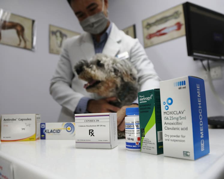 Vets in Singapore get guidelines on proper drug use to tackle antibiotic-resistant bacteria among pets