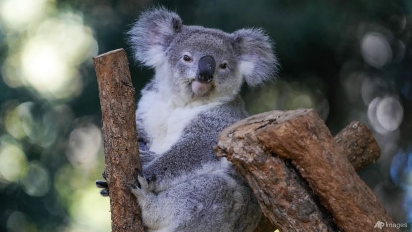 Australia's koalas under serious threat as opening of national park delayed Australia's koalas under serious threat as opening of national park delayed