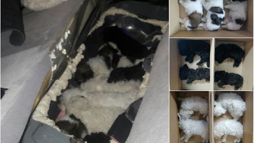 11 puppies seized at Woodlands Checkpoint