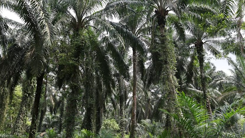 Palm rebounds on stronger rival oils, crude oil prices