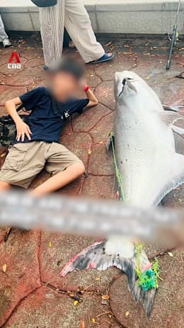 Teens reel in huge catfish at Punggol Park