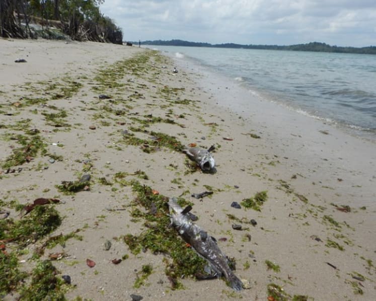 Up to 600 tonnes of fish lost to algal bloom: AVA