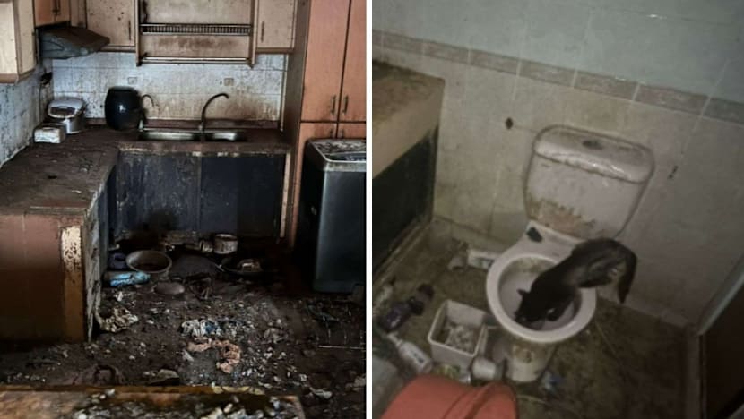 Man who abandoned 71 cats in Bukit Panjang flat given 16 weeks' jail
