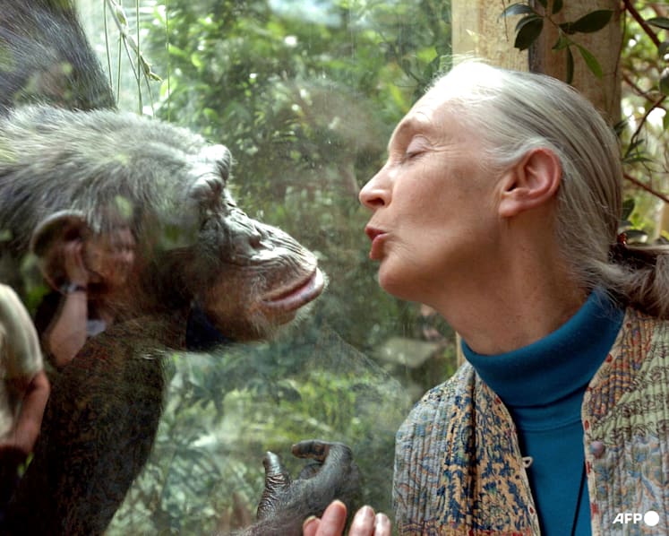 Jane Goodall: Five things about the life and legacy of the world's chimpanzee expert
