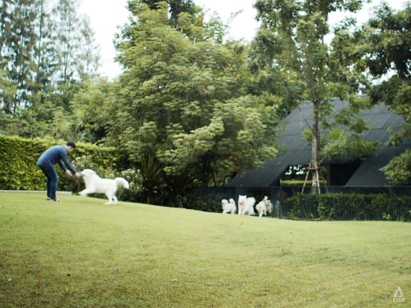 In Thailand, a house built specially for a surgeon’s family and his 14 dogs