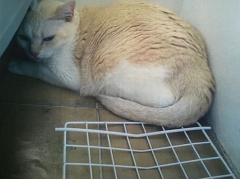 The cat was abandoned at Canberra Road with a pet carrier with the owner's details nearby. Photo: AVA