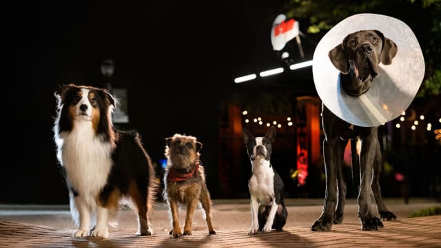 新片上映：Strays: Doggy Style