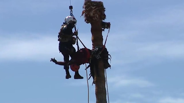 工人昏迷受困棕榈树顶 直升机高空吊救
