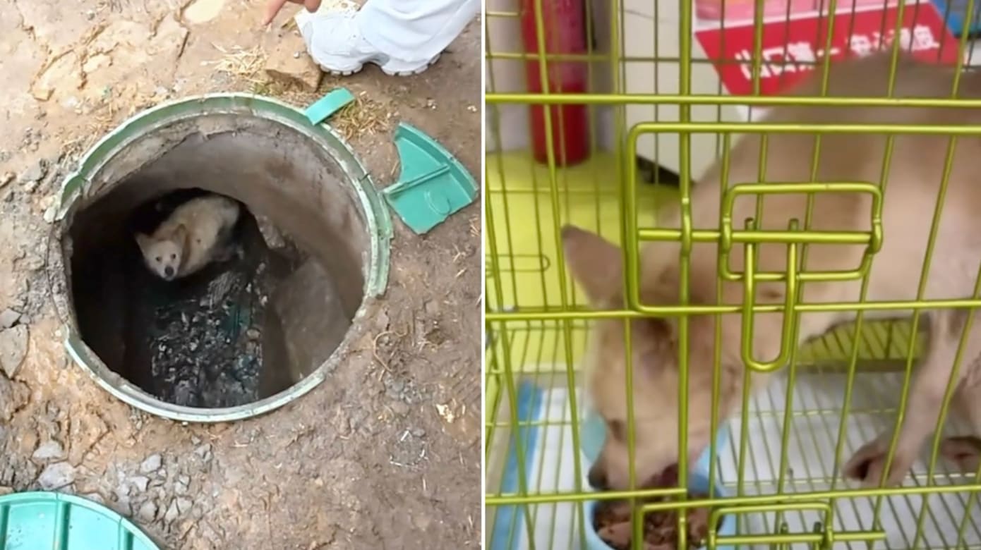 好心人坚持投喂 山东流浪狗被困井底三年后终获救