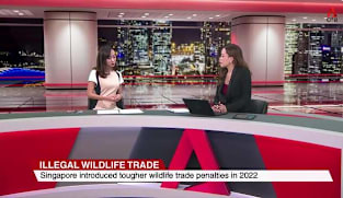 Singapore Tonight - Thu 19 Feb 2026