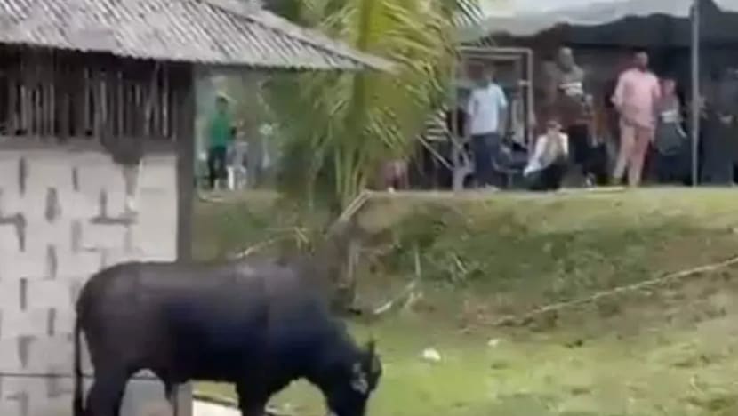 Lelaki maut ditanduk kerbau semasa ibadah korban di Johor Bahru