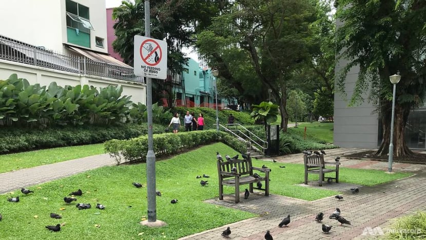 CNA Explains: Singapore has a pigeon problem. What’s being done about it? CNA Explains: Singapore has a pigeon problem. What’s being done about it?