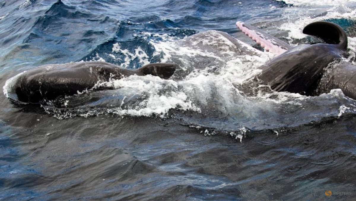 When a sperm whale gives birth, the mother gets help from her friends