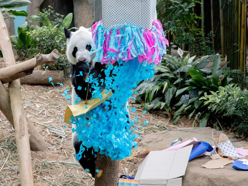 Pandas Kai Kai, Jia Jia mark one year in Singapore
