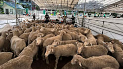 Related article image