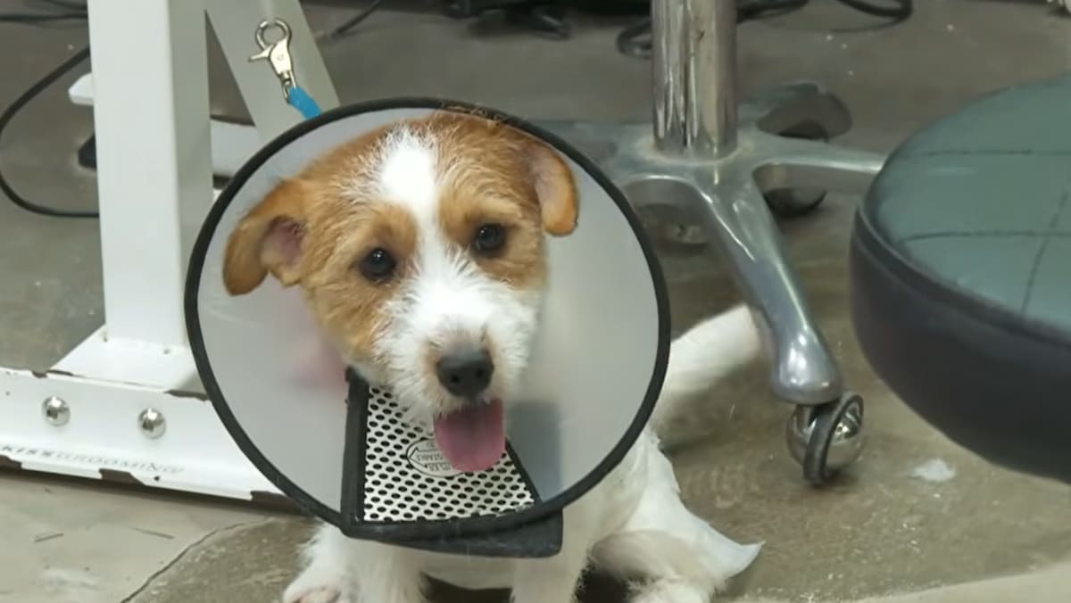 Pet grooming association working on clearer standards, certification framework by mid-2026