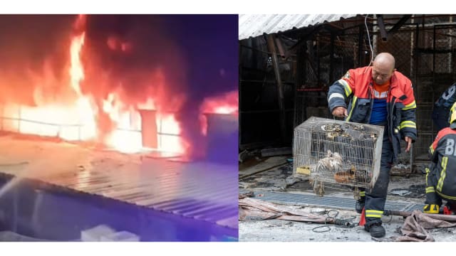 曼谷乍都乍宠物市集大火毁逾百店 数千动物葬身火海