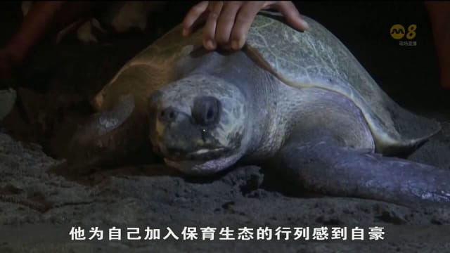 从海龟盗猎者变成守护者 菲律宾渔民加入保育生态行列