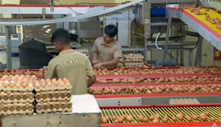 Singapore farms boost egg and vegetable output amid rising costs, bad weather